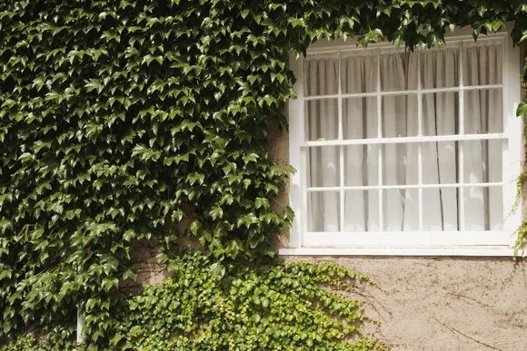 Fenster mit Efeu bewachsen